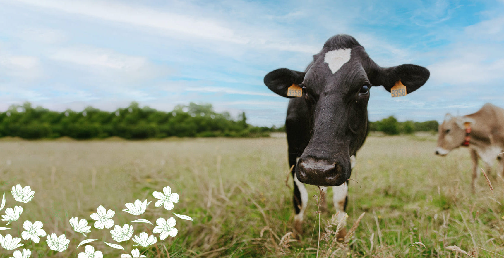 Photo de vache - Ferme de la Rochette